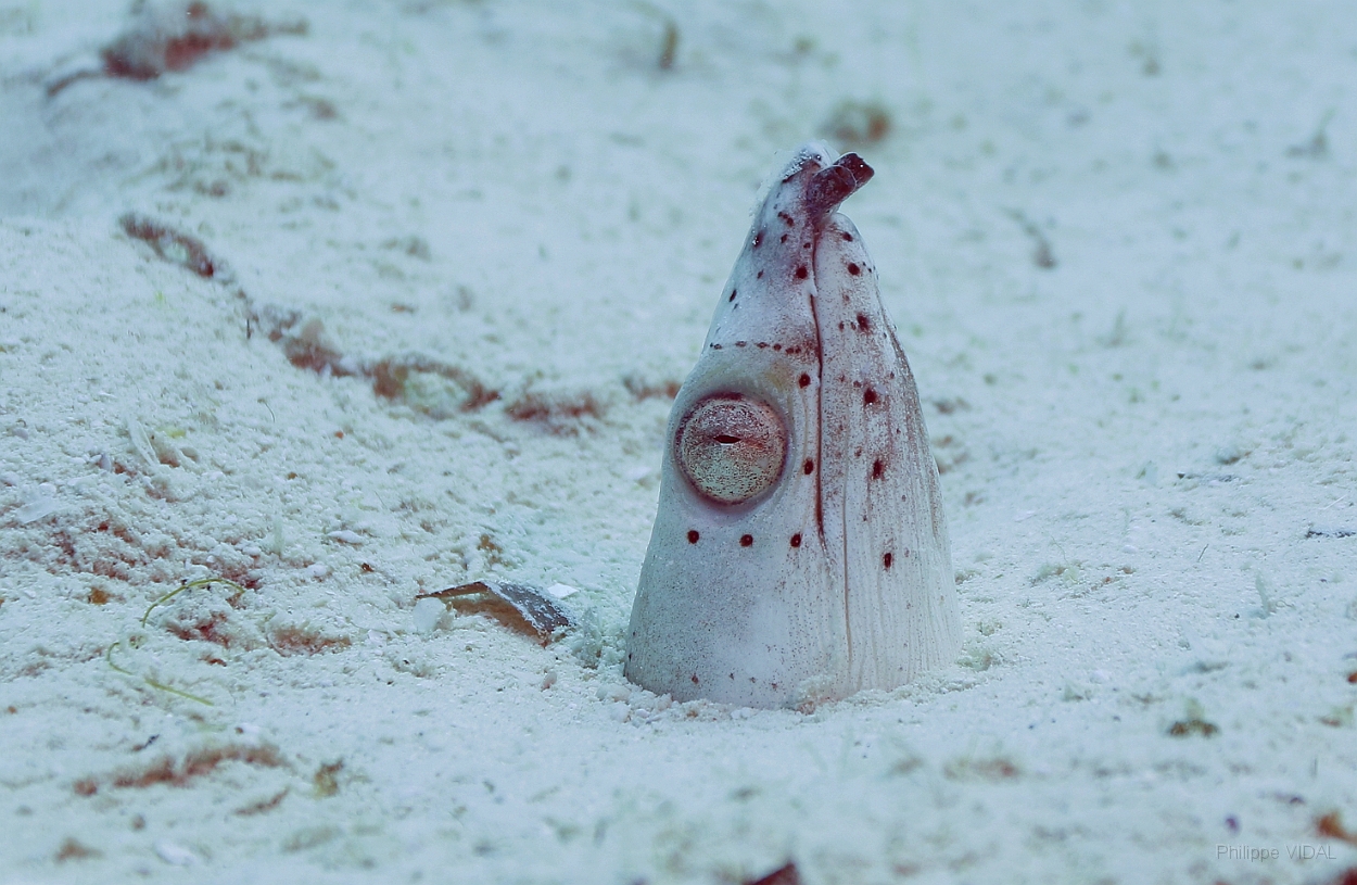 Sipadan_2015_Anguille a nageoires noires_Ophichthus altipennis_IMG_3212_rc.jpg